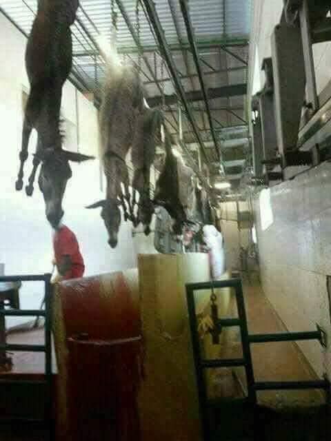 Gaziantep'te jandarma, zabıta ve gıda denetim uzmanları kaçak bir kesimhaneye düzenledikleri operasyonda 3.5 ton at ve eşek eti ele geçirildi.
PAYLAŞARAK TEPKINIZI GÖSTERİN