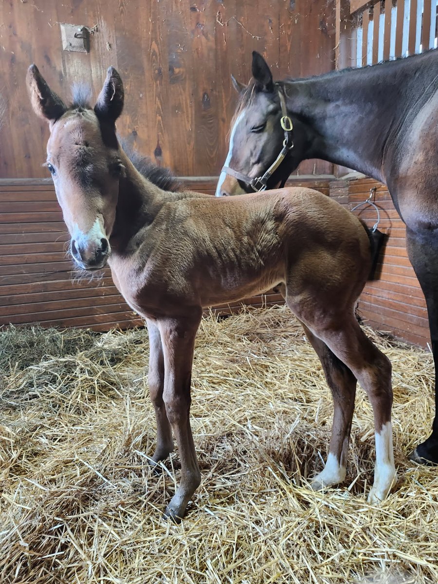 A picture from our friends <a href="/Gainesway/">Gainesway</a> of our Karakontie (JPN) colt who was born on 5 February to and his mom Tetella (More Than Ready). This is a cross that has already produced 14% black-type winners (eNicks A+++) and we remain hopeful about the future.