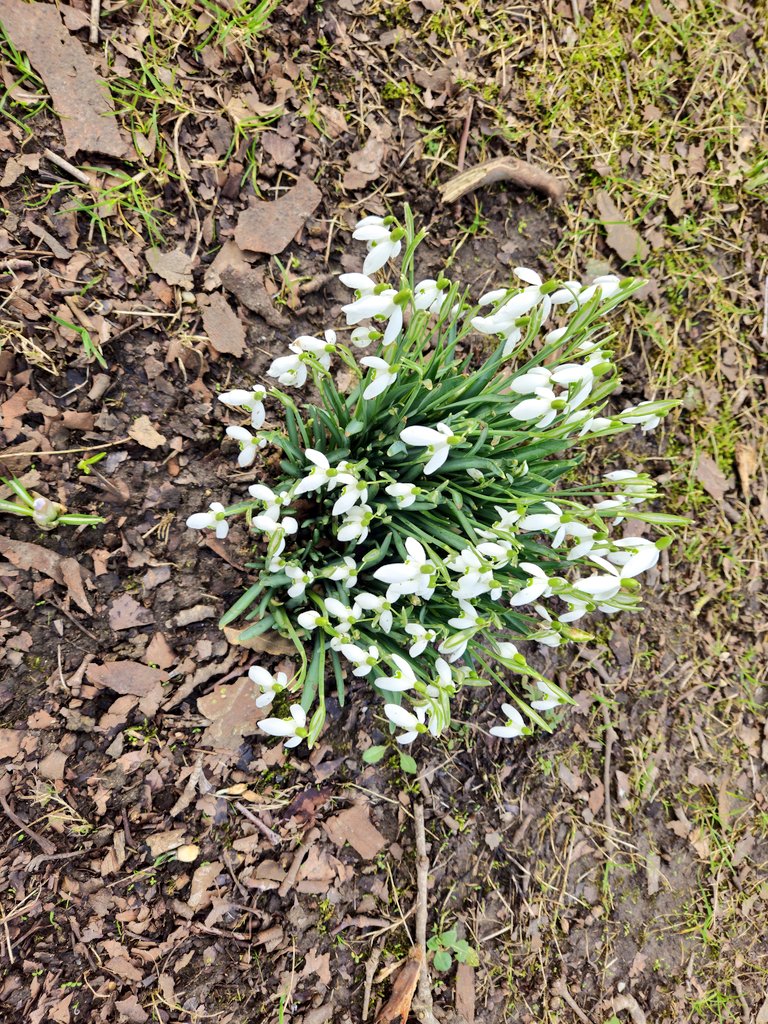 WillCardale4536's tweet photo. Spring cheer & less dark early morning's to fear!! ๐ฑ ๐
#achangeofseason #springcheer #Springsprung https://t.co/cvdmbWLk1r