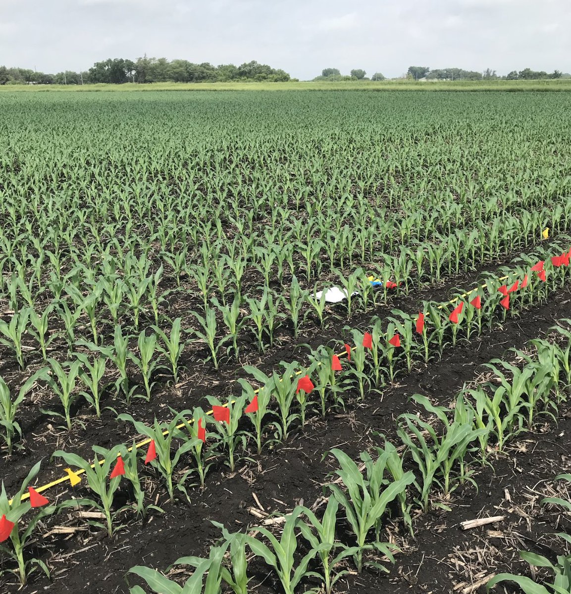 Frontline Genetics tweet media