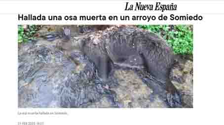 FAPASSPAIN's tweet image. APARECE MUERTA UNA OSA EN LA RESERVA DE CAZA DE SOMIEDO
Ha sido localizada por un Agente Medio Ambiental, dentro de un arroyo de montaña
fapas.es/noticias/apare…