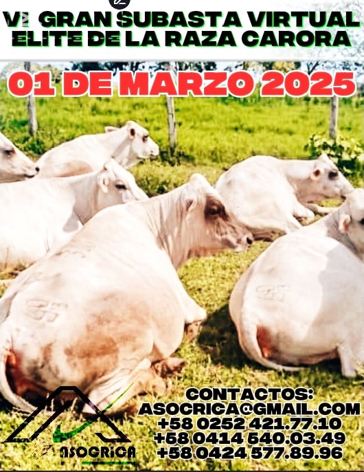#NotiAsocrica VI Gran Subasta Virtual de la Raza Carora, Marzo 2025
Para más información comunícate a nuestros números de contacto: 

☎️ 0252-4217710
0414-5400349
0424-5778996
0426-2378495
Email: asocrica@gmail.com
Website razacarora.com.ve