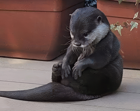 In_Otter_News2's tweet photo. Steve has a little think about whatever it is Steve thinks about. https://t.co/sKWn7QHO6b