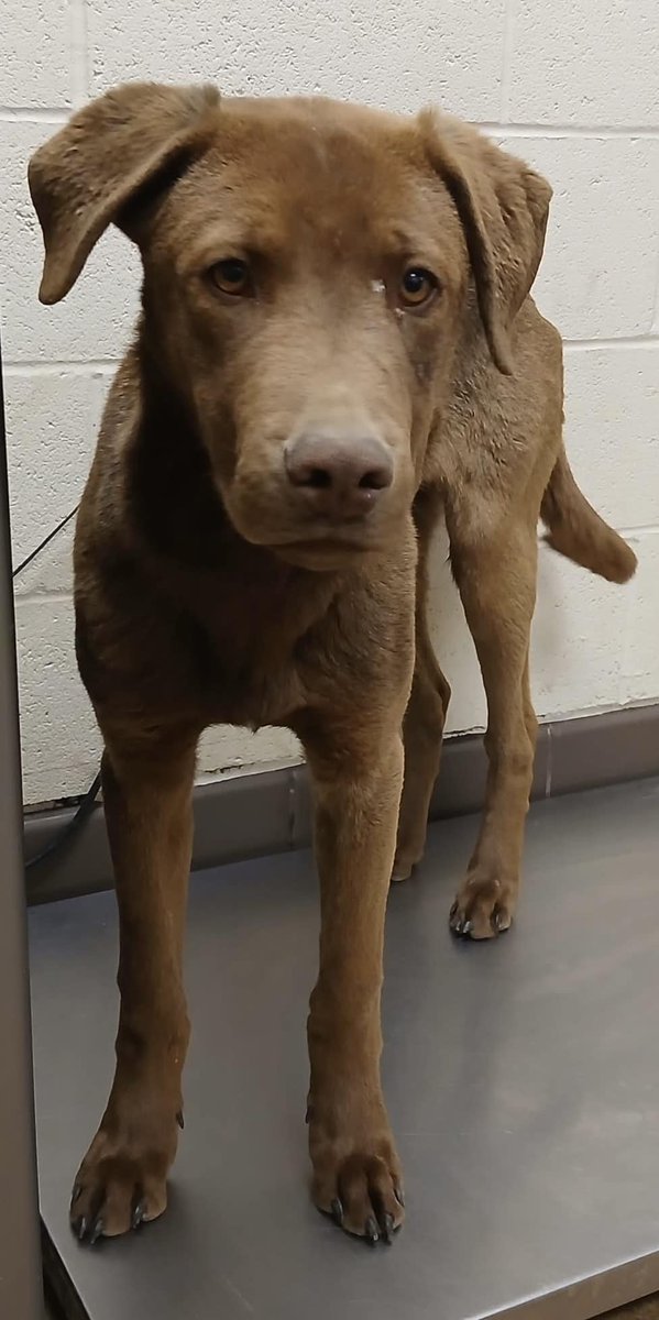 TomJumboGrumbo's tweet photo. You can see how sad he is, Jasper #248917 is just a baby at 9 months old and is likely wondering what brought him to such a horrific place. He's located in Apple Valley CA and his life is about to end before it's begun. He needs help before he hits the euthanasia list within hours, and soon after could easily be in a trash bag. So far he has very few shares, please help us get him seen by as many as possible: repost/share and pledge if you're able, if you're looking for a perfect puppy, email us: keitholbermanndogs@gmail.com. Thank you.
https://t.co/Ld3BFkbWG2