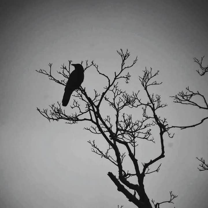 THBAPPYKHAN2's tweet image. কত কিছু লিখতে ইচ্ছে করে, 
লিখি মুছে দেই, আবার লিখি মুছি, বলতে ইচ্ছে হয় বলা হয় না মনে হয় থাক কি দরকার।😅🖤