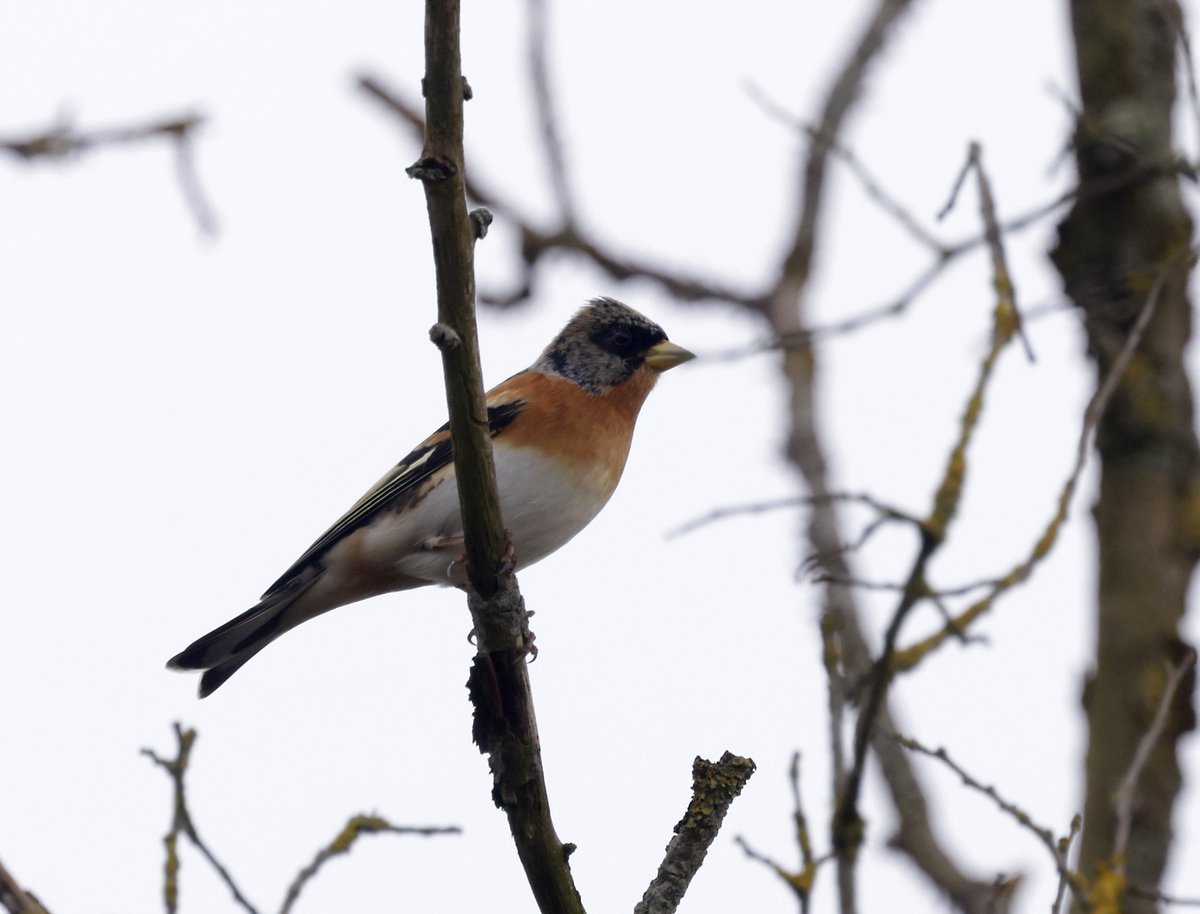 RichardJeffree3's tweet image. Bramblings still showing exceptionally well in good numbers at Arlesford church along with other finches and buntings