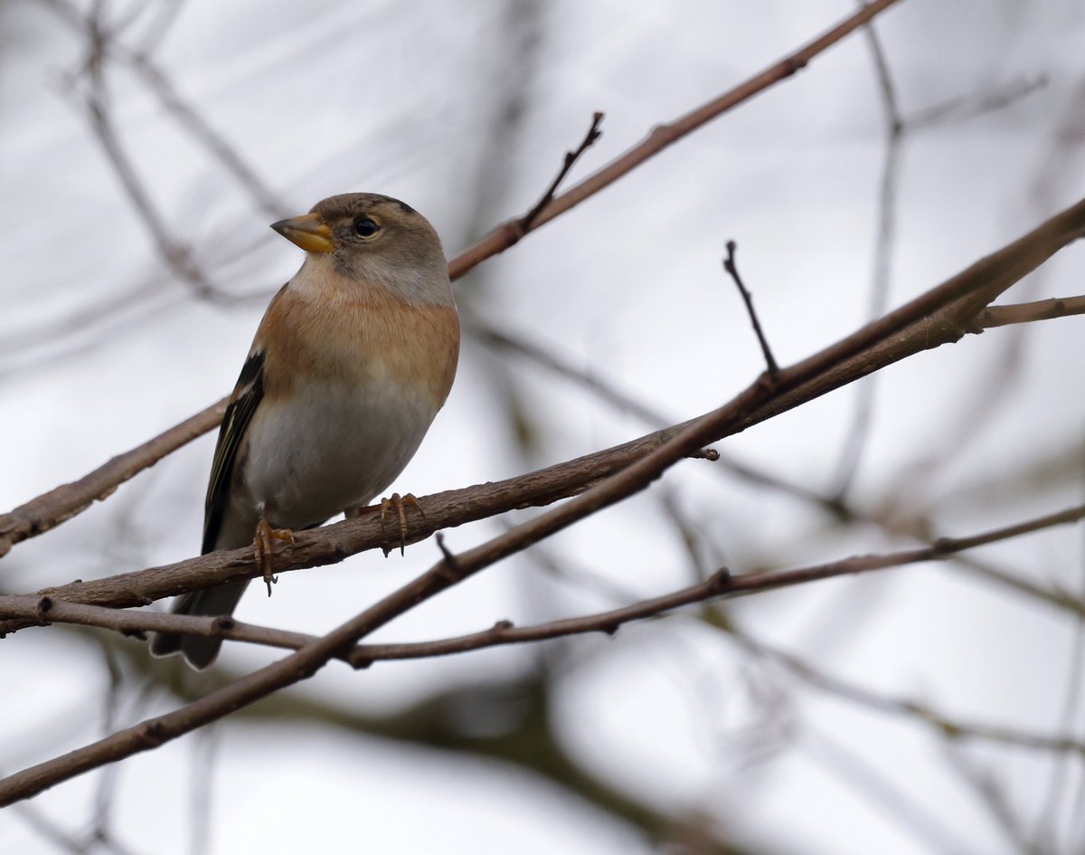 RichardJeffree3's tweet image. Bramblings still showing exceptionally well in good numbers at Arlesford church along with other finches and buntings