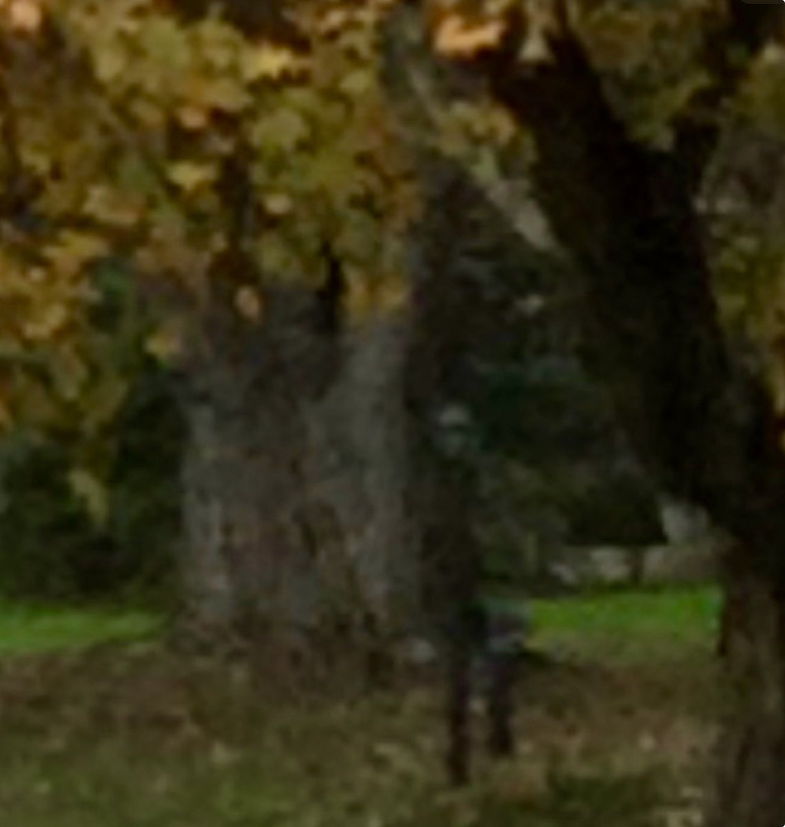 colleen_girl's tweet image. ANY TECH GENIUSES OUT  THERE WHO CAN HELP @APPLE REALIZE ALIEN FIGURES INSERTED IN PHOTOGRAPHS ARE NOT PART OF THE LANDSCAPES LIKE THEY TOLD ME. LOOK AT THE FEET. THEY. ARE.  NOT. PART. OF. THE. TREE.  THEY ARE FAR AWAY FROM IT.  Do better.  @FBI. #cyberhack