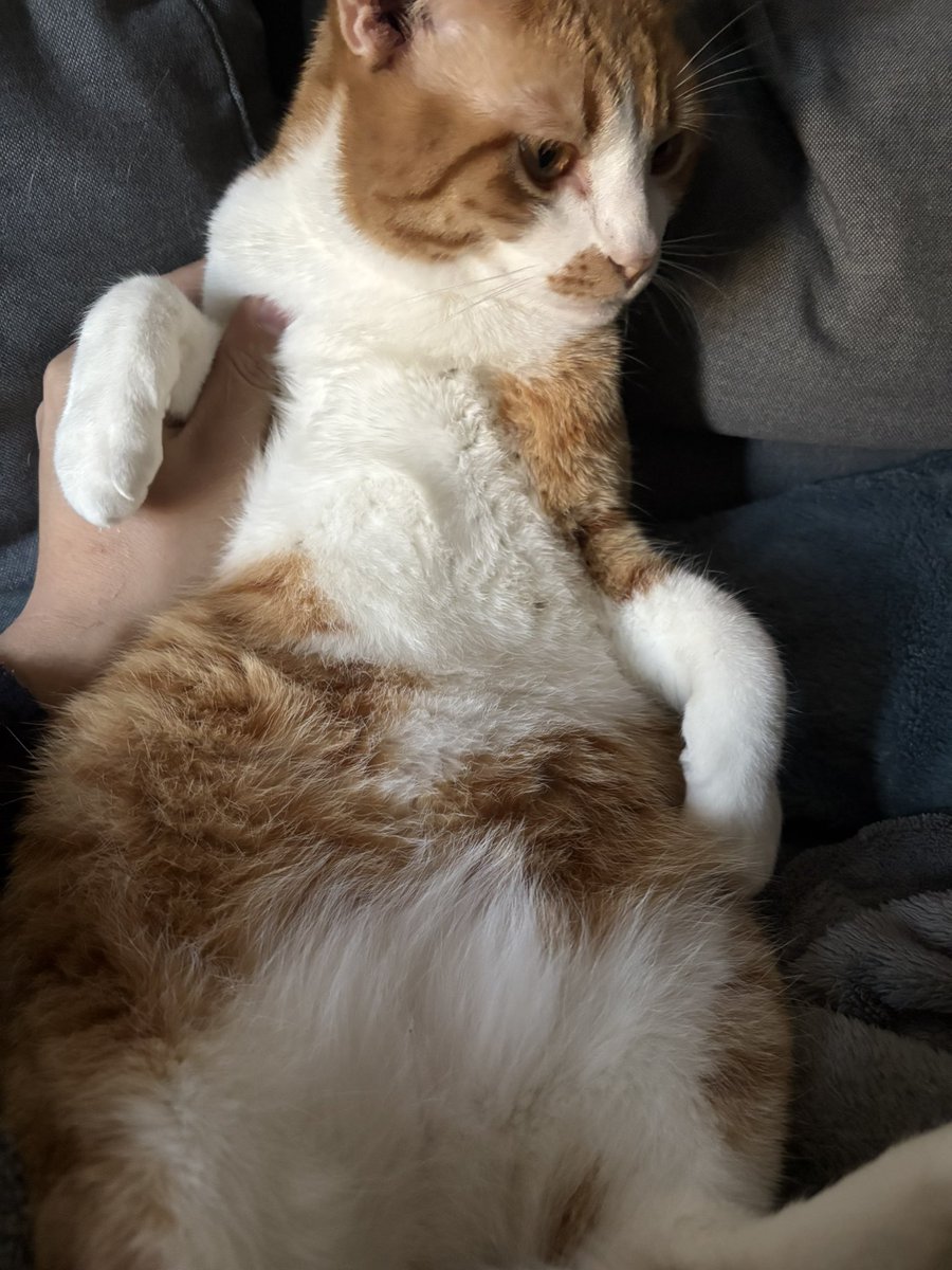 gustave666_'s tweet photo. 猫の日 https://t.co/phzrDzJe0s