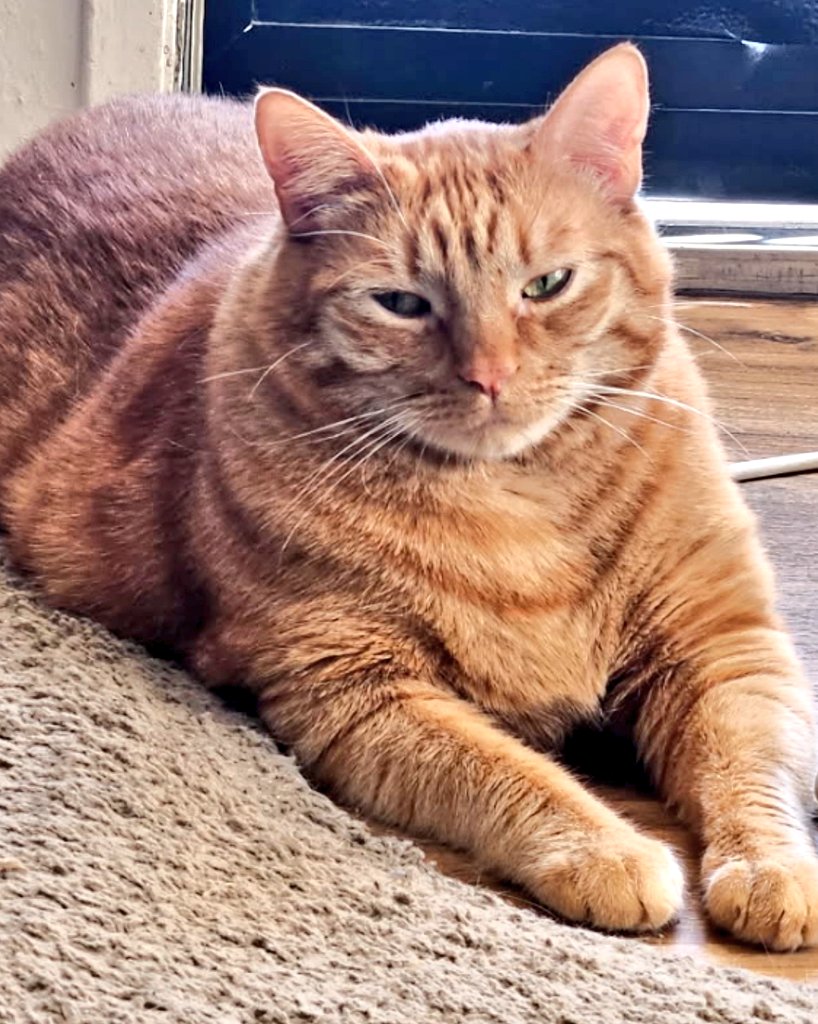 The handsome lion king!