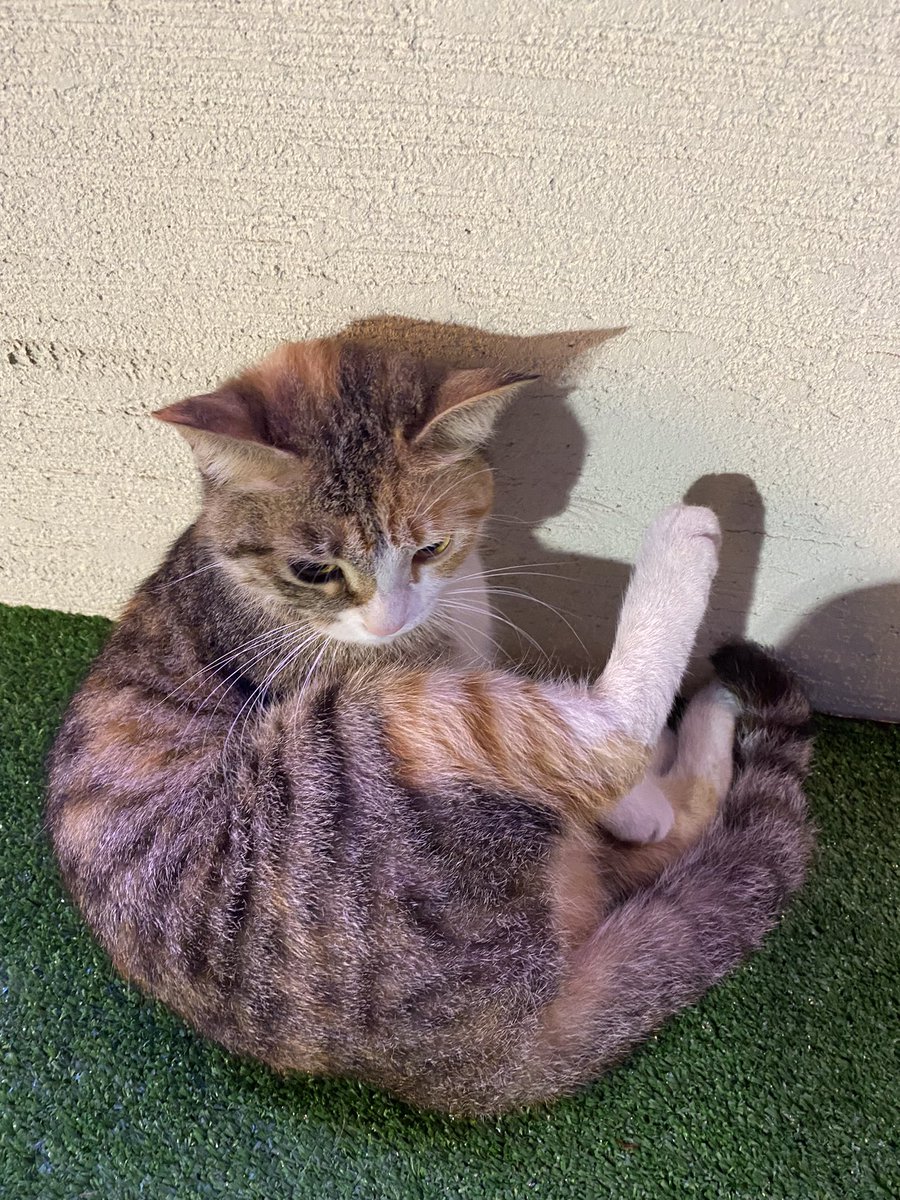yasaranji's tweet photo. The Qatar ExxonMobil Open comes to an end with Andrey Rublev winning the tournament.

I was lucky enough to see most players but even luckier to see the star or the tournament 🐈 who apparently was using the VIP Entrance to gate crash the games 😆

@QatarTennis @exxonmobil_qa https://t.co/ZWbRpspe0M