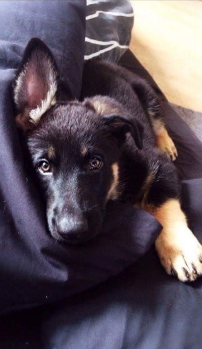 Hvis man kender mig, så kender man Cody. I dag har vi mistet en dejlig hund og en endnu bedre ven 🥹❤️