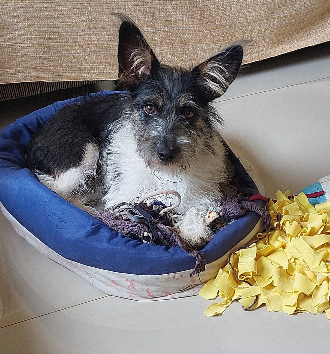 Mariade58230692's tweet photo. @chicobarney Essa é minha Lilica  adotei com dois meses já está com 11 meses minha sapequinha🐾🐾 https://t.co/kCUPbKS5lv