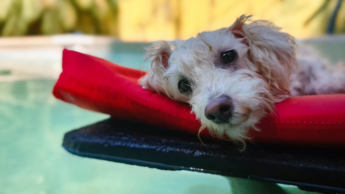 Que importante es el PH☺️! (Alfonso🐩)