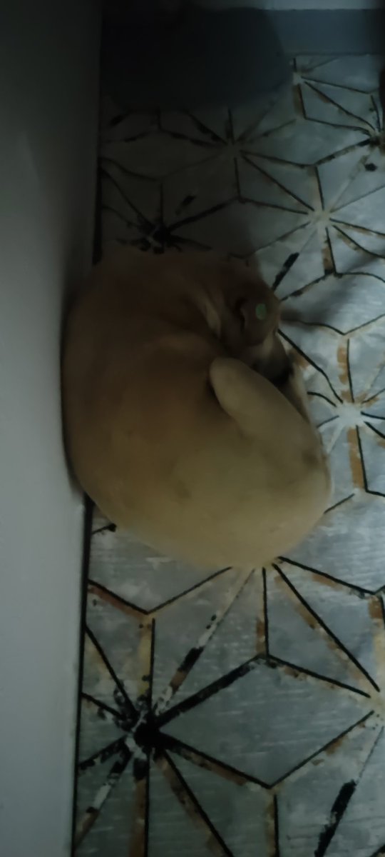 İzmir bugün de çok soğuk hava 3 derece bu güzel kız da bugünkü misafirim bu Dünya çok büyük hepimize yeter sevmeyi bilirsek eğer ❤️