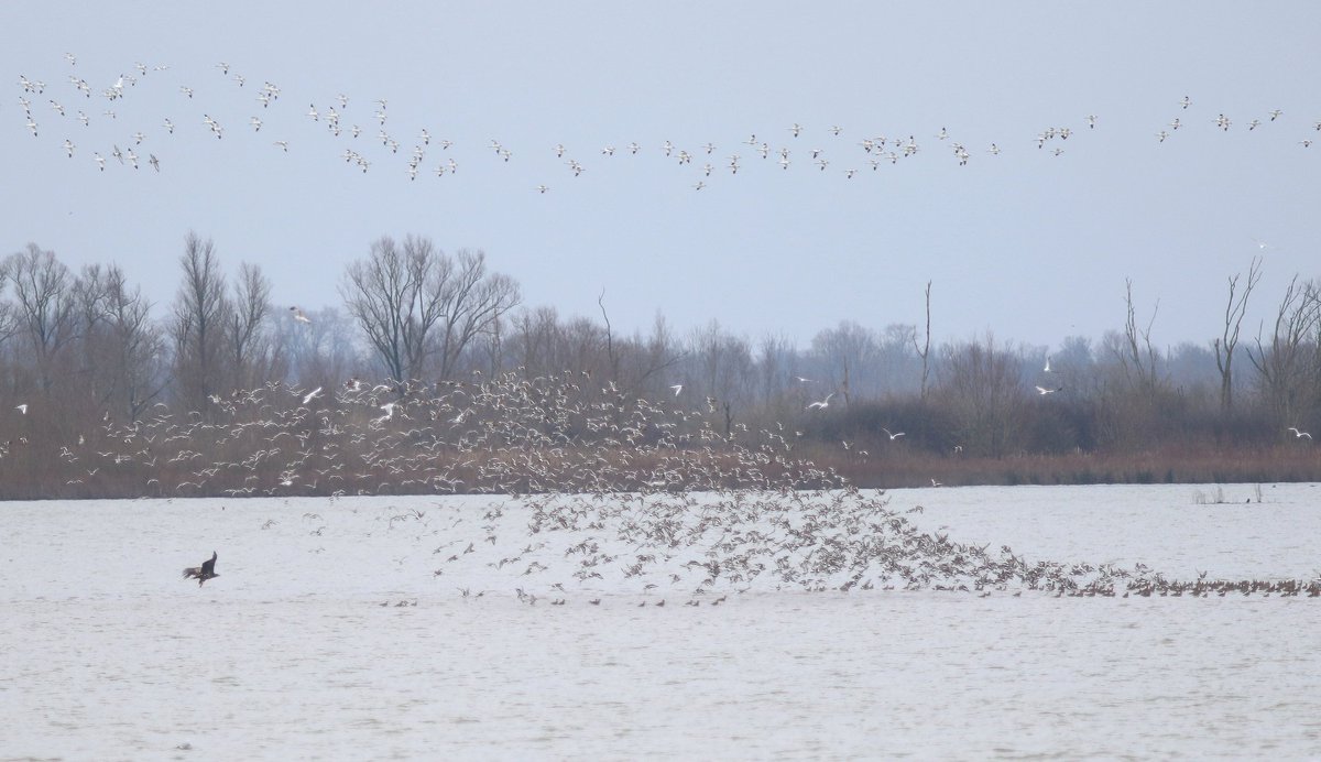 NielsvanPelt's tweet photo. Pfff... wat een aantallen #Gruttos de afgelopen 48 uur in de #Biesbosch Een ware golf vanmiddag over een #Zeearend heen😅 #Vogelskijken @GlobalFlyway @eco_flyway @vogelnieuws @Weidevogels_MD https://t.co/wc4C6mjaOZ