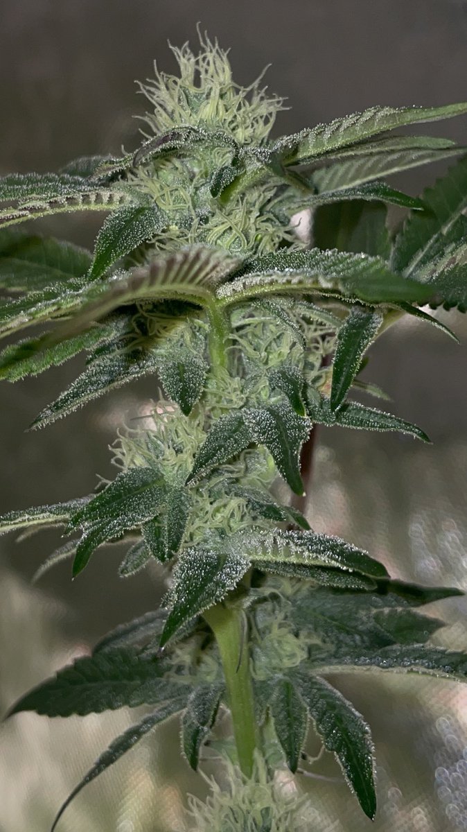 Fritter fuel (Motorbreath 15 X Lumpys Apple Fritter) day 28F Fritter Fuel hits with a strong gas aroma, backed by sweet baked-good notes and a heavy dose of funk. This unique blend coats your mouth with rich, lingering flavor, balancing bold diesel with a decadent, doughy