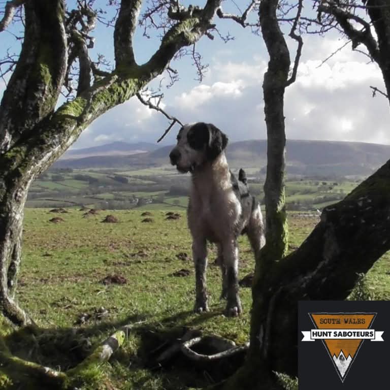 Sennybridge Farmers Hunt 22.02.25

**Think they’ve split more than once Phil …**

Today was the closing meet of the Sennybridge’s dismal season under the crotchety huntsmanship of Phil Watts.  Not sorry he’s headed off into a retirement home.

Read more: facebook.com/share/p/15KHZw…