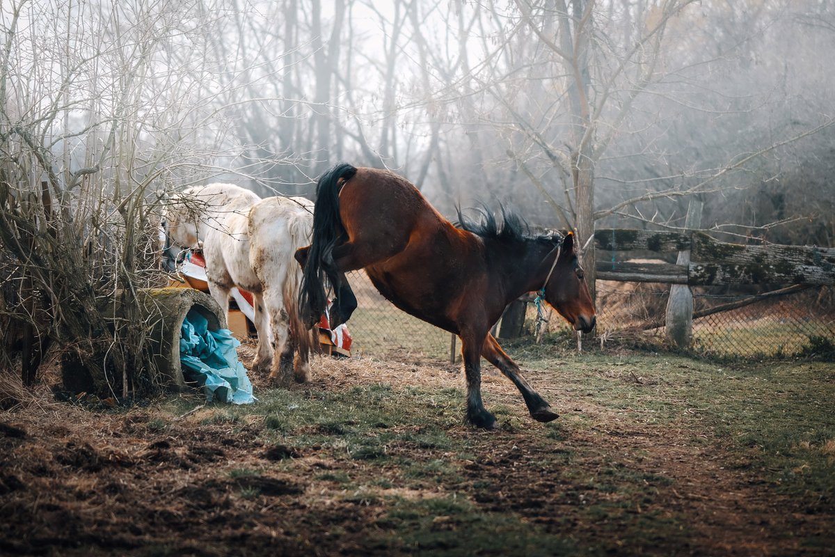 Mario Poje tweet media