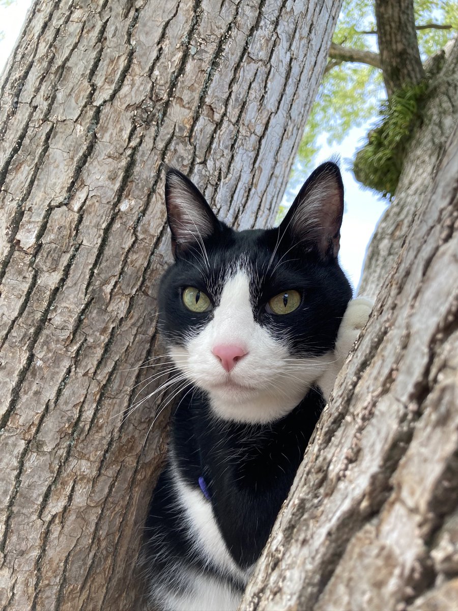 <a href="/katsuo779/">カツオ@ハチワレ</a>