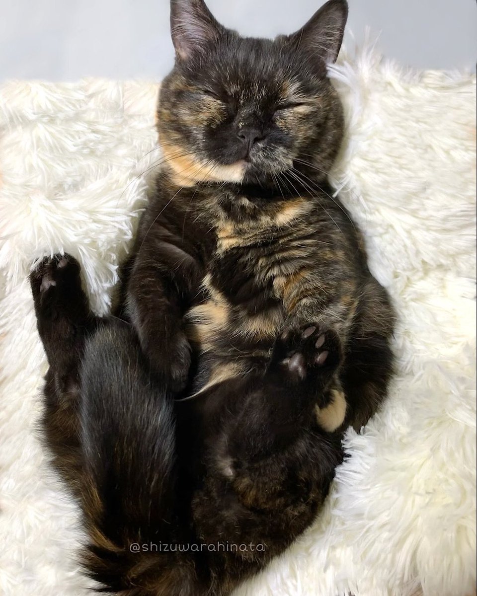 shizuwarahinata's tweet image. ずっとずっと元気で穏やかに過ごせますように🐾
 #毎日が猫の日