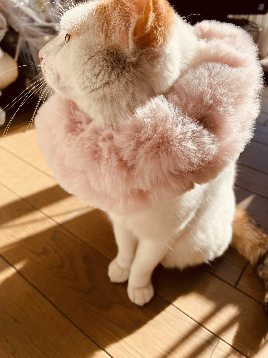おはようございニャースっ！！久々になってしまって申し訳にゃいですが、元気に食べてしゃべって遊んで過ごしていにゃす。今日も寒いのでマフラー🧣
