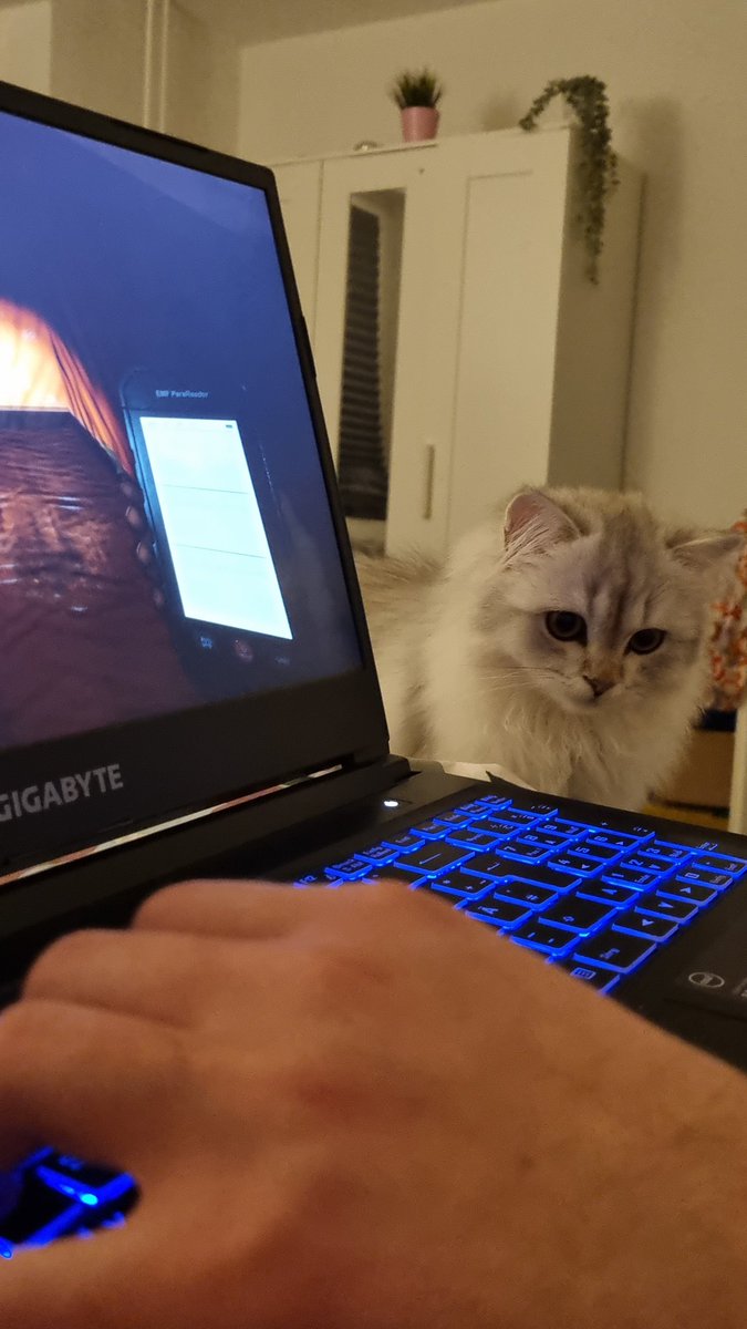 teaching our kitten how to play phasmophobia like the real gamers we are <a href="/kalvin_hz/">khz</a>