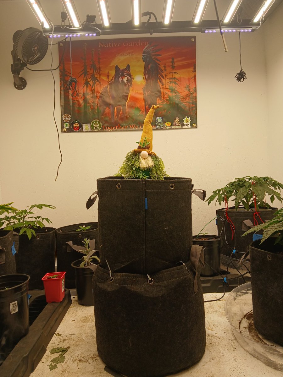 NativeGardens01's tweet photo. @MMicrogrow https://t.co/LT1LMlMAQi