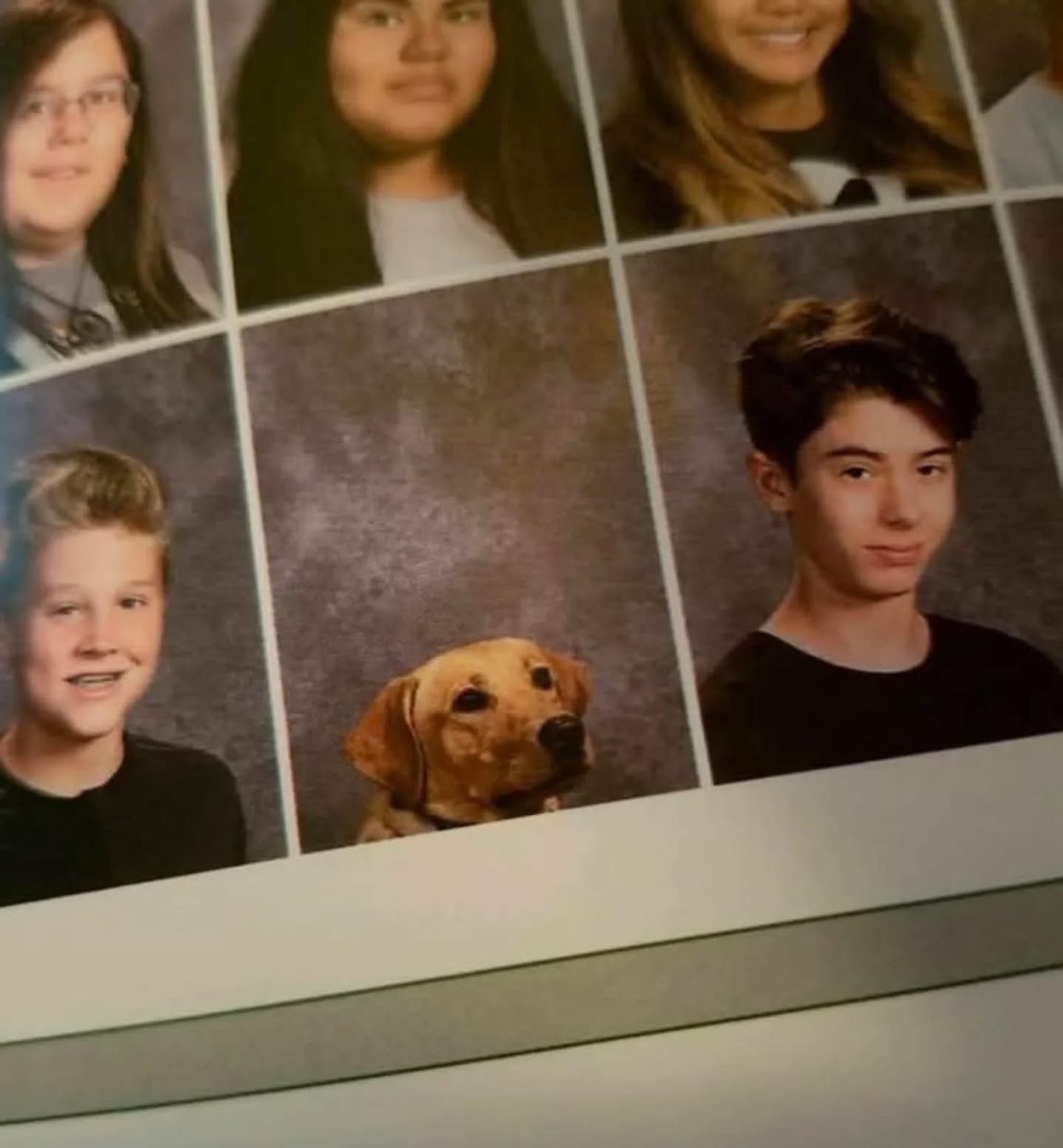 Dilo con perritos tweet media