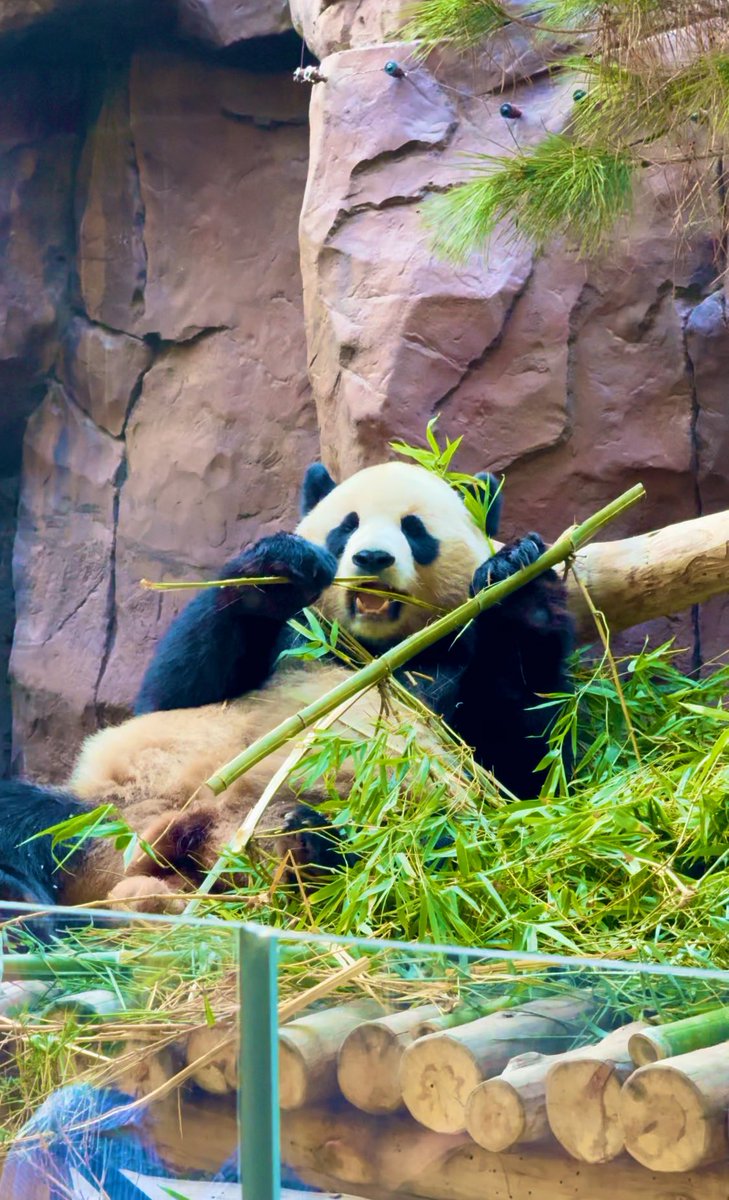 ejay0621's tweet image. 🐼🎋 Ever seen a panda munch bamboo to the viral Squid Game ‘Round &amp;amp; Round’ track? 😎 Watch this chill moment go viral! 🎶👇 youtube.com/shorts/WNMhv0e…

#SquidGameVibes #Panda #Viral #Bamboo #zoo #viralvideo #SquidGame2 #sandiegozoo #sandiego #nature #ChillMode @sandiegozoo @VisitCA