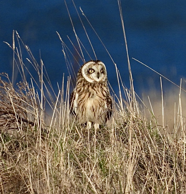 Pauline Gilbertson (@pollygilbert) on Twitter photo Sunshine and Short-eared Owls, what more can one ask for! Today in #Northumberland <a href="/RSPBbirders/">RSPB Birders</a> <a href="/RSPBEngland/">RSPB England</a> <a href="/Natures_Voice/">RSPB</a> <a href="/NTBirdClub/">Northumberland & Tyneside Bird Club</a> @NENature_ <a href="/NorthWildlife/">Northumberland Wildlife Trust</a> <a href="/bto/">BTO</a> Sunshine and Short-eared Owls, what more can one ask for! Today in #Northumberland <a href="/RSPBbirders/">RSPB Birders</a> <a href="/RSPBEngland/">RSPB England</a> <a href="/Natures_Voice/">RSPB</a> <a href="/NTBirdClub/">Northumberland & Tyneside Bird Club</a> @NENature_ <a href="/NorthWildlife/">Northumberland Wildlife Trust</a> <a href="/bto/">BTO</a>