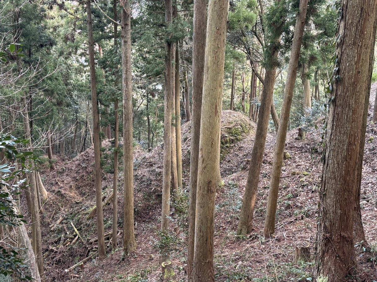 Jinsei_ichiro's tweet image. 先週の平日に津和野城跡に登城しました。平日はリフトが閉鎖されているため、初めて徒歩で登りました。登城道入口は、太皷谷稲成神社の朱塗りの鳥居をくぐった左にあります。登城途中の三重堀切りや工事が終了した出丸（織部丸）、本丸東門下の井戸（万代の池）を確認しました。
＃津和野城跡