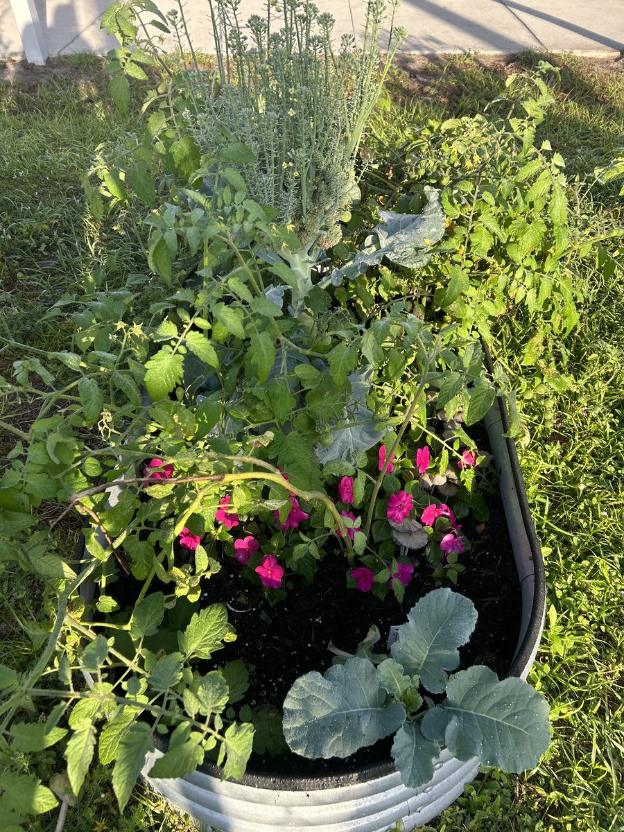 Sandy (@coachwinslowces) on Twitter photo We are loving our school garden! Thank you #NaplesBotanicalGarden <a href="/CESCorkyBear/">Corkscrew Elementary</a> <a href="/NaplesBotanical/">Naples Botanical Garden</a> <a href="/collierschools/">Collier County Public Schools</a> <a href="/lexigirltoo/">charice bechtel</a> We are loving our school garden! Thank you #NaplesBotanicalGarden <a href="/CESCorkyBear/">Corkscrew Elementary</a> <a href="/NaplesBotanical/">Naples Botanical Garden</a> <a href="/collierschools/">Collier County Public Schools</a> <a href="/lexigirltoo/">charice bechtel</a>