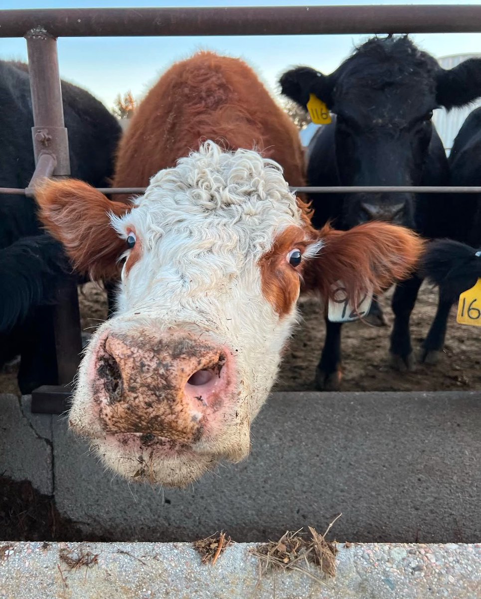 Westernfarm tweet media