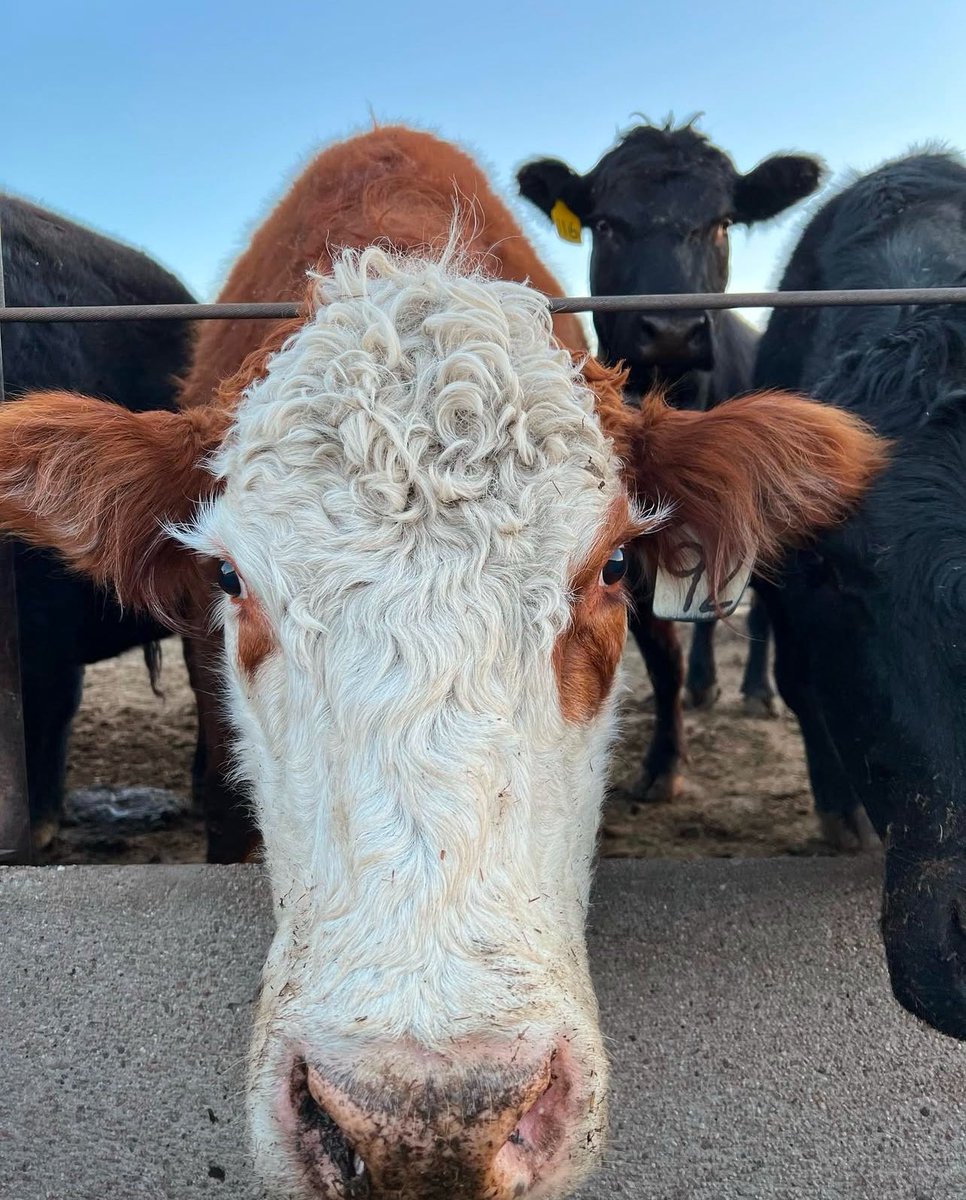 Westernfarm tweet media