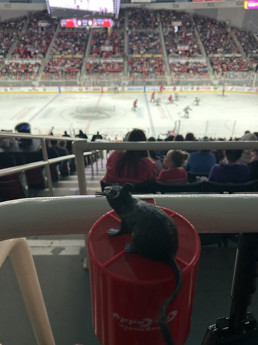 OriginalHotRod's tweet photo. Got a friend watching the @CheckersHockey game tonight…#riverrats #gocheckers https://t.co/VkL7ZBjRT3