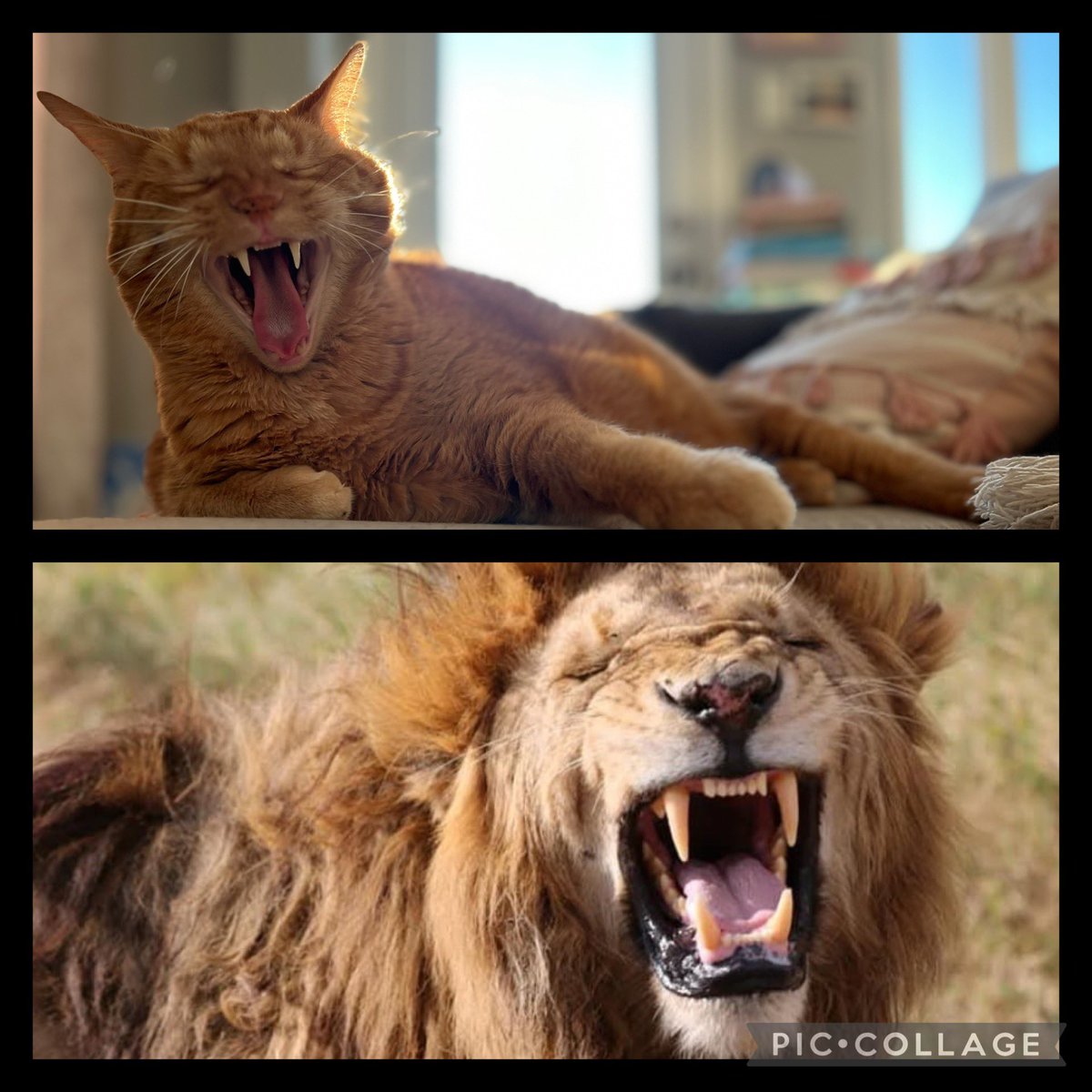 MakgSnake's tweet image. Simba The Lion King. #SamePicture