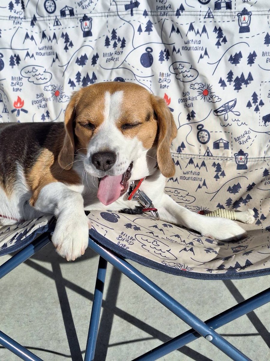 便乗します❤️
あくびするいぬ🐶可愛いですよね🥺

 #みんなのかわいいビーグルさん見せて