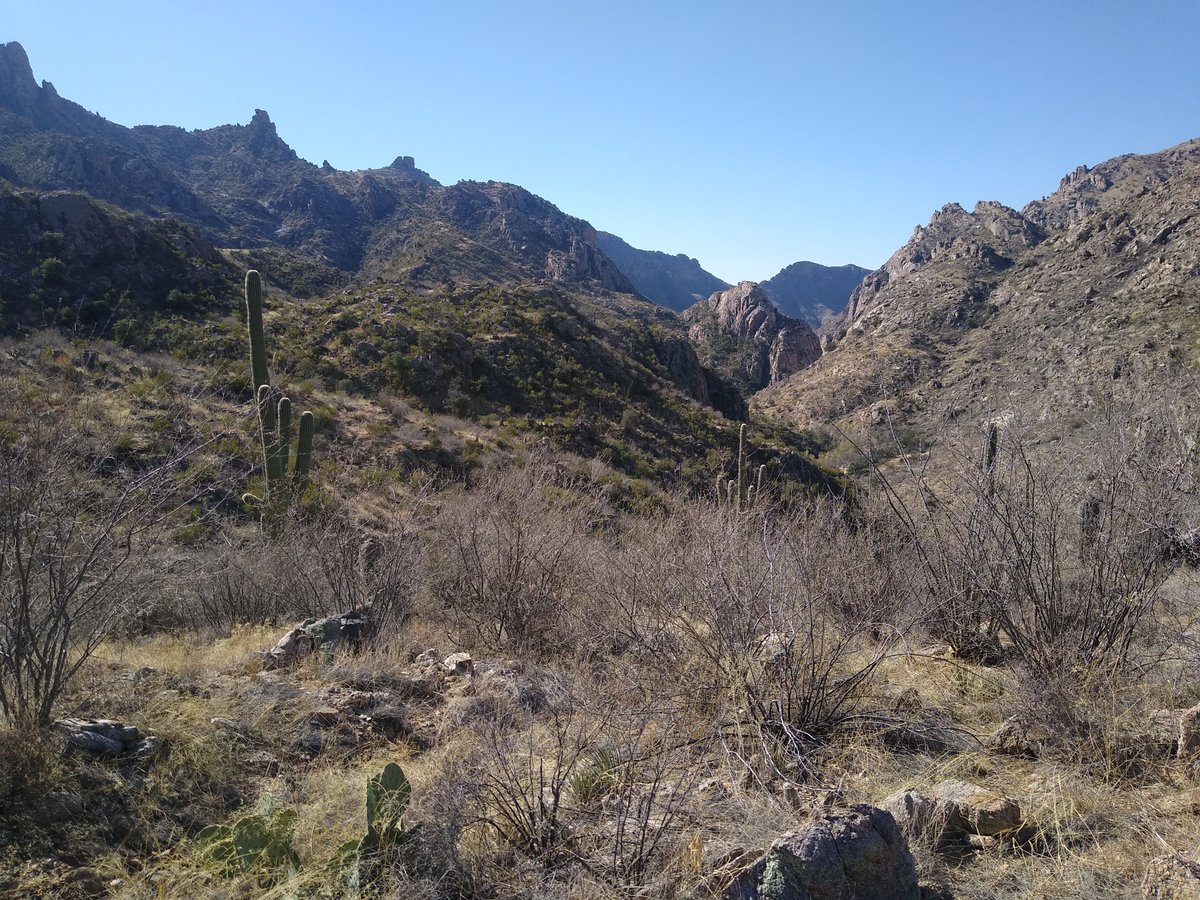 contextfreeinfo's tweet image. Earlier today at Sabino Canyon, Coronado National Forest.