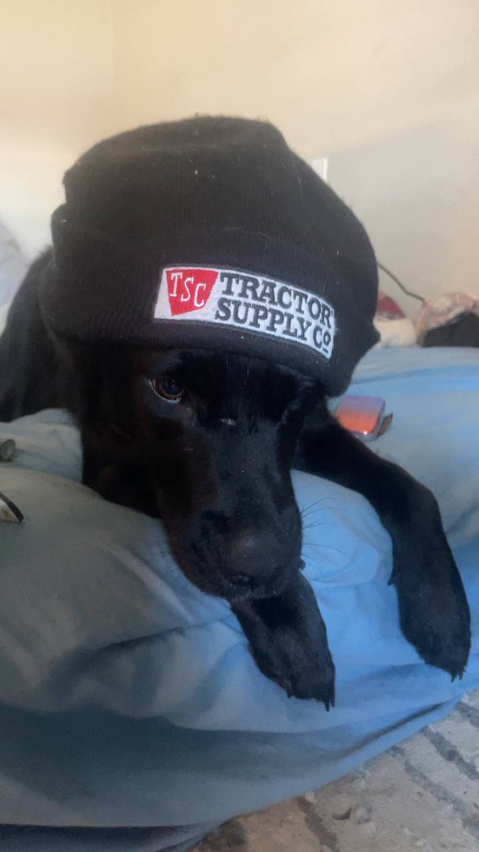 Dog221Token's tweet photo. $ROXY is forming a community of good hearted people sick of the horrible things happening in the space

It feels nice to do something for a good cause

We have more dogs to save. I AIN'T SLEEPIN TILL THE JOB IS DONE

https://t.co/P6OumtOo7r https://t.co/GcyQGyQbRn