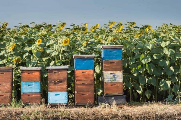 PerfectBee's tweet image. If you&apos;re new to beekeeping, starting with more than one beehive may seem like a bit much, but it can benefit you and your bees in the long run.

Find out why in the article below or our link in bio!

#BeginnerBeekeeper #MultipleBeehives #Beekeeping

perfectbee.com/blog/start-wit…