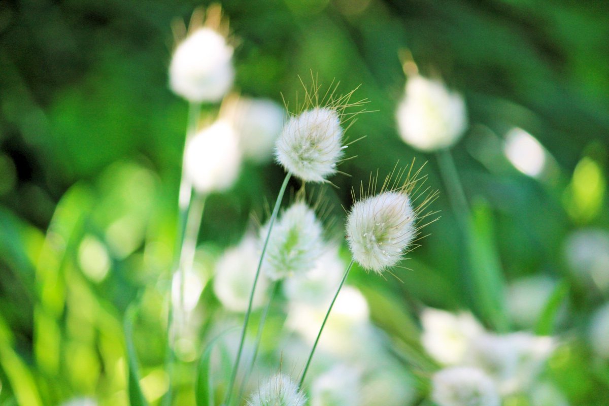 hanalabonote's tweet image. まいにち切花図鑑💐
【ラグラス・バニーテール】

名前のとおり、まるでウサギのしっぽのようなふわふわな穂のラグラス✨

やわらかな雰囲気で、春の草花とよく似合います🐰