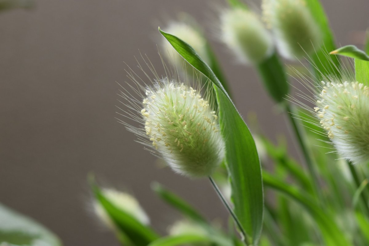 hanalabonote's tweet image. まいにち切花図鑑💐
【ラグラス・バニーテール】

名前のとおり、まるでウサギのしっぽのようなふわふわな穂のラグラス✨

やわらかな雰囲気で、春の草花とよく似合います🐰