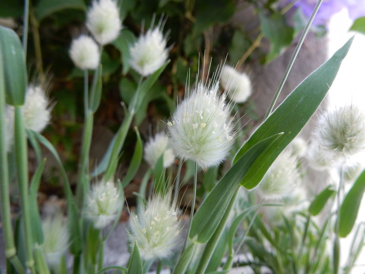 hanalabonote's tweet image. まいにち切花図鑑💐
【ラグラス・バニーテール】

名前のとおり、まるでウサギのしっぽのようなふわふわな穂のラグラス✨

やわらかな雰囲気で、春の草花とよく似合います🐰