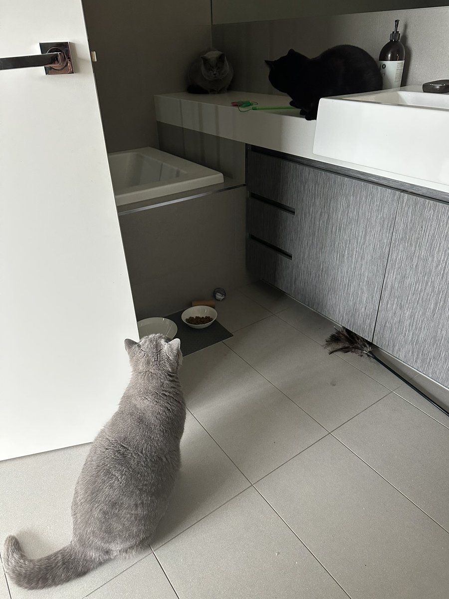 Happy #CatBoxSunday, furiends!!
Atwood and me would like to introduce our new brofur, Borys 💙💙
Hims is obviously very handsums *giggles* if a little smaller and much shyer than me 🐾🐾💕💕
He is four and just retired from fatherhood 
#CatsOfTwitter #CatsOfX #CatsAreFamily