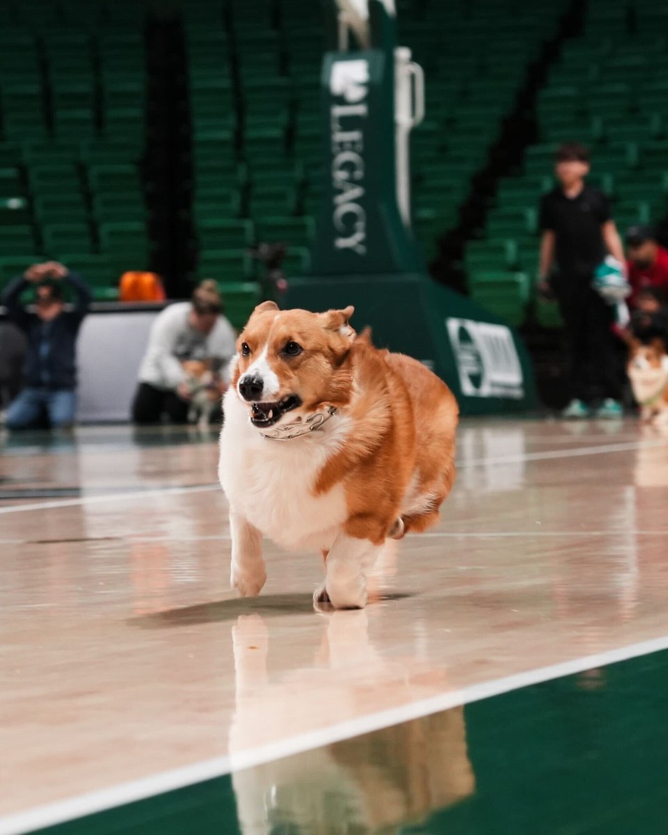 UAB_MBB's tweet photo. Corgi races are back at Bartow tomorrow!

#WinAsOne https://t.co/SZc4Us2IqV