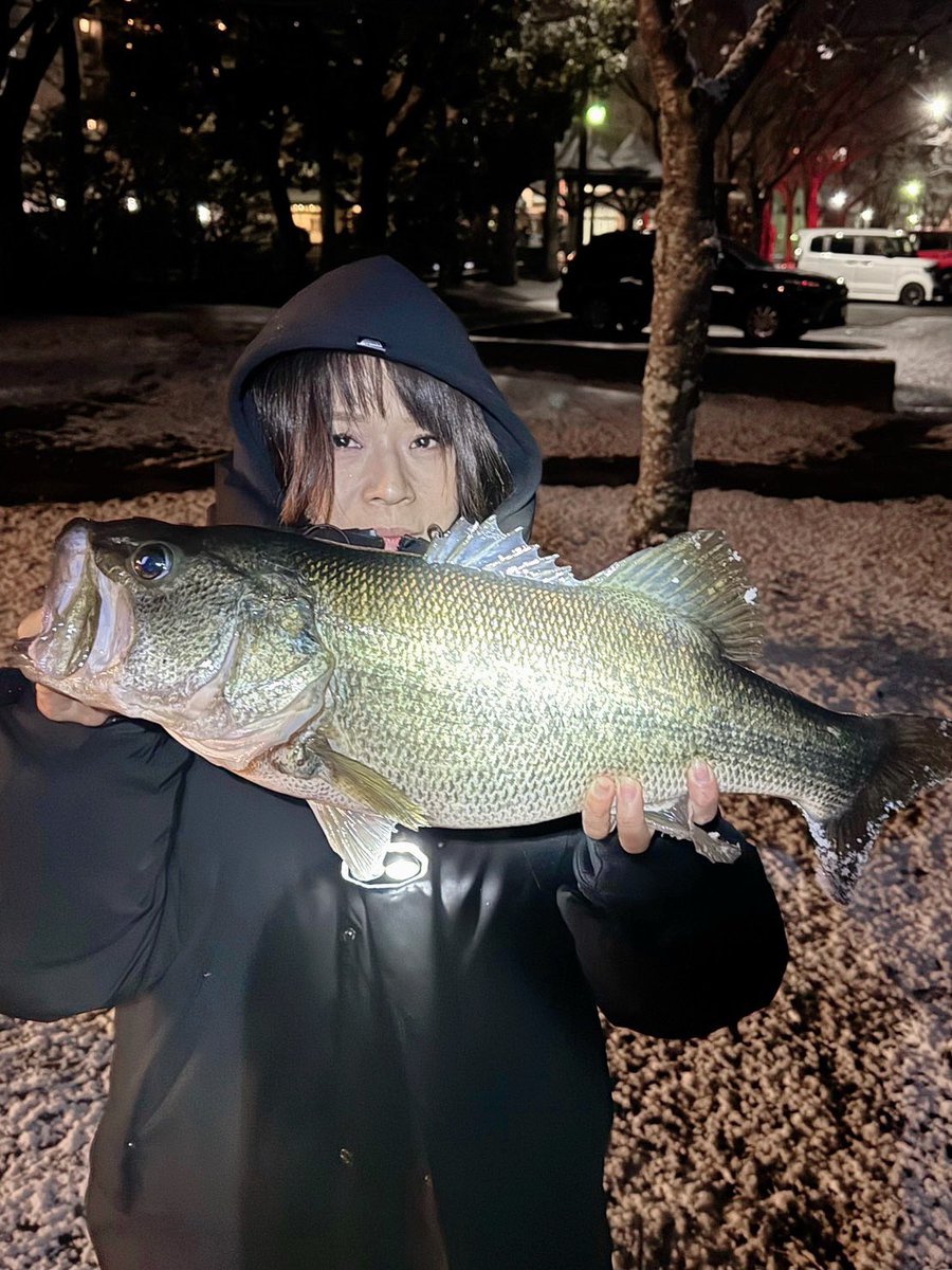 kayoko_bass's tweet photo. 初バスι(｀･-･´)/ｷﾀ!
しかもデカーーーいおもーーーい
自己記録更新︎💕︎
冬バス初めて釣れちょ😆
76でギガノトで釣れたのが(՞⸝⸝ᵒ̴̶̷᷄꒳ᵒ̴̶̷᷅⸝⸝՞)ｳﾚﾁｨ

#BSHC-76M/X+
#ギガノトTG
#BASSHACK89
#LUV2PLNT
#bassfield
#valleyhill
#鎧yoroi 
#琵琶湖
#バス釣り https://t.co/DljrxN42qM