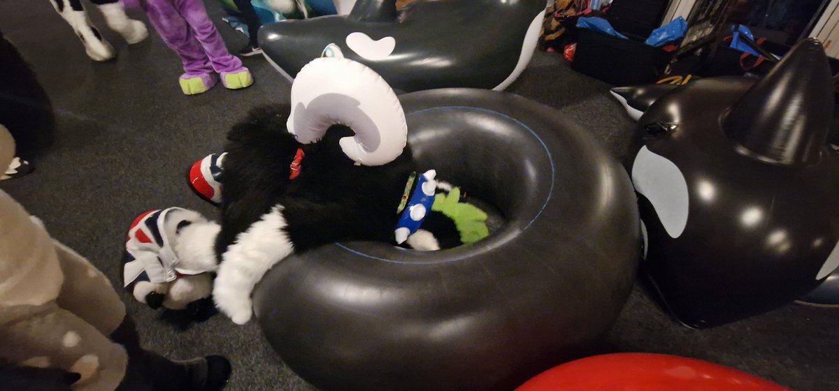 Whaler-Ace 🇳🇱🔜EF30? Aspari Mirror🦊 tweet media