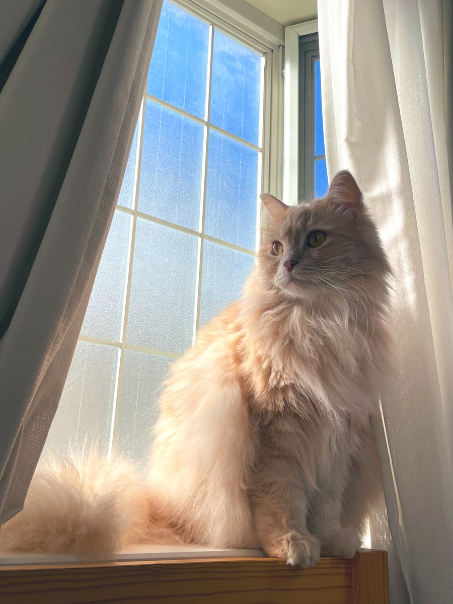 _flhar's tweet image. #猫の日 🫶🫶