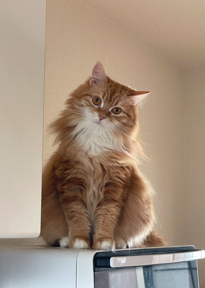 _flhar's tweet image. #猫の日 🫶🫶